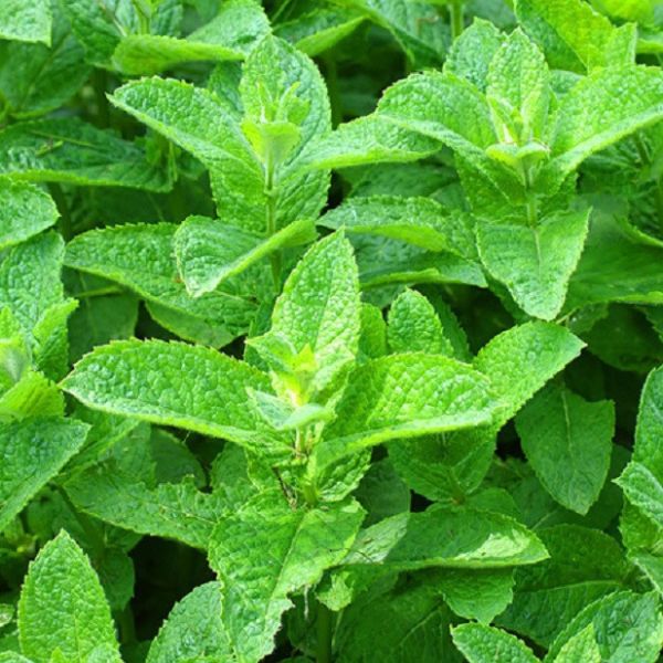 薄荷精油-15ml 薄荷油、薰衣草、杜松、迷迭香、檸檬香膏、松樹、羅勒、黑胡椒、絲柏、尤加利、天竺葵