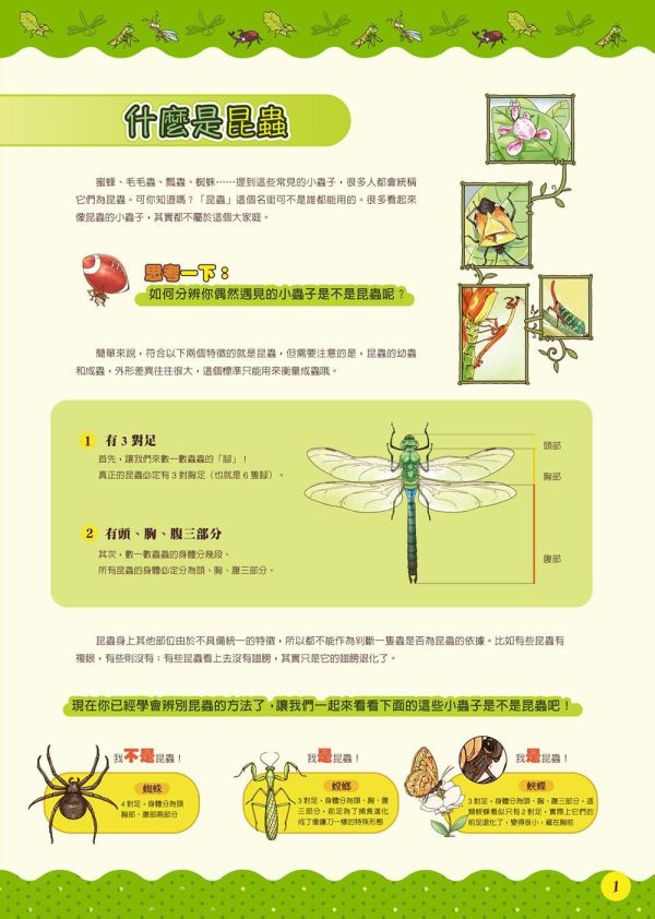 【昆蟲：一座書本上的蟲蟲藝術博物館】 昆蟲：一座書本上的蟲蟲藝術博物館,昆蟲,繪本,昆蟲,自然,科學研究,生態人文,跨領域學習,自然與生活科技,綜合活動