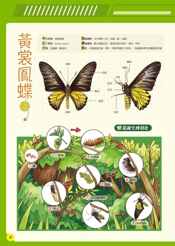 【昆蟲：一座書本上的蟲蟲藝術博物館】 昆蟲：一座書本上的蟲蟲藝術博物館,昆蟲,繪本,昆蟲,自然,科學研究,生態人文,跨領域學習,自然與生活科技,綜合活動