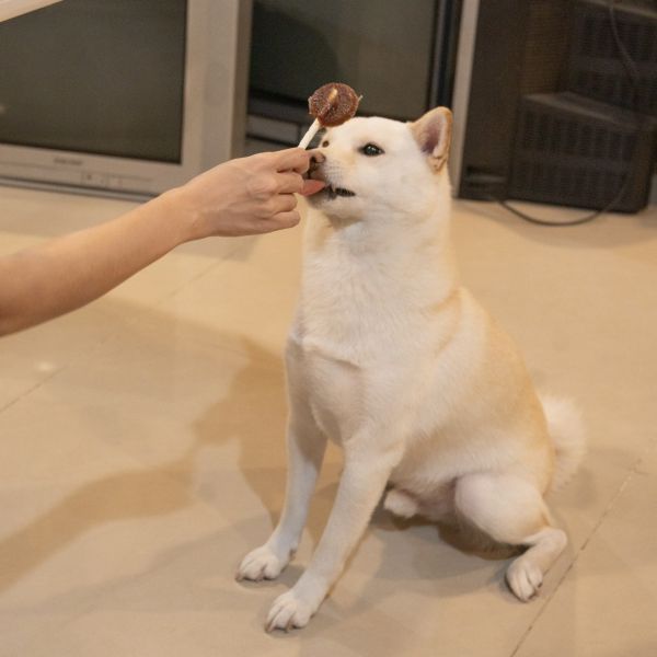 寵物羊奶棒棒糖 