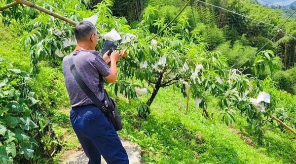 北大武山水蜜桃釀造醋 以斯帖花園, 北大武山水果釀造醋, 北大武山蟲鳴果園, 百香果醋, 甜桔醋, 健康醋, 養身飲品