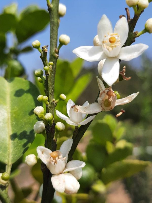 砂糖橘釀造醋-2瓶/4瓶 以斯帖花園, 北大武山水果釀造醋, 北大武山蟲鳴果園, 香檬醋, 甜桔醋, 健康醋, 養身飲品砂糖橘