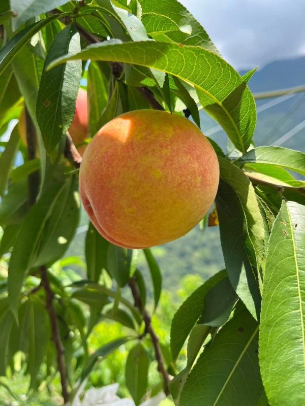 北大武山水蜜桃釀造醋 以斯帖花園, 北大武山水果釀造醋, 北大武山蟲鳴果園, 百香果醋, 甜桔醋, 健康醋, 養身飲品