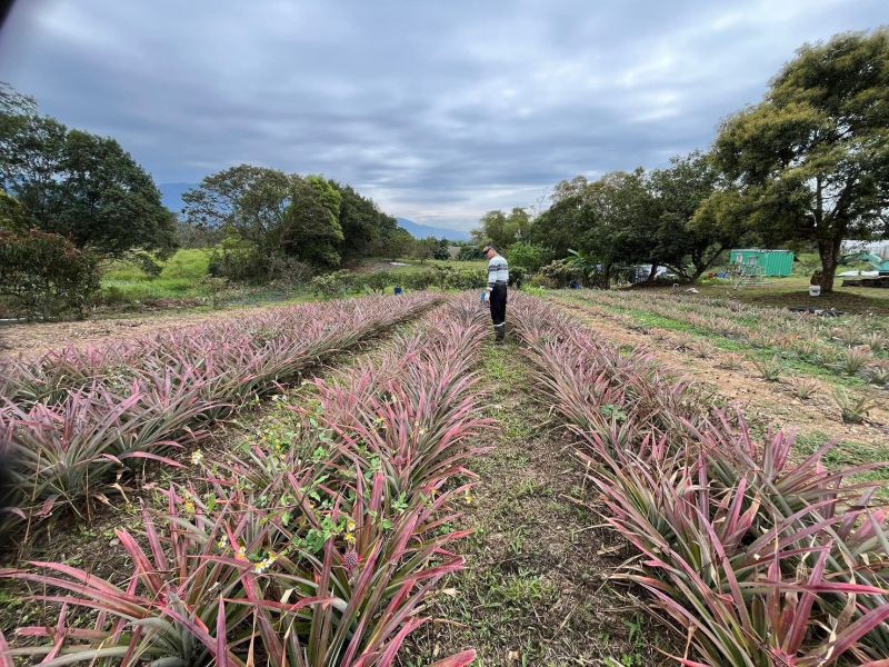 金鑽鳳梨釀造水果醋 以斯帖花園, 北大武山水果釀造醋, 北大武山蟲鳴果園, 香檬醋, 甜桔醋, 健康醋, 養身飲品