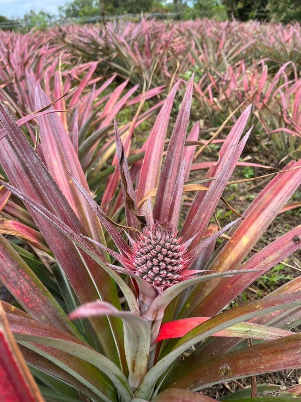 金鑽鳳梨釀造水果醋 以斯帖花園, 北大武山水果釀造醋, 北大武山蟲鳴果園, 香檬醋, 甜桔醋, 健康醋, 養身飲品