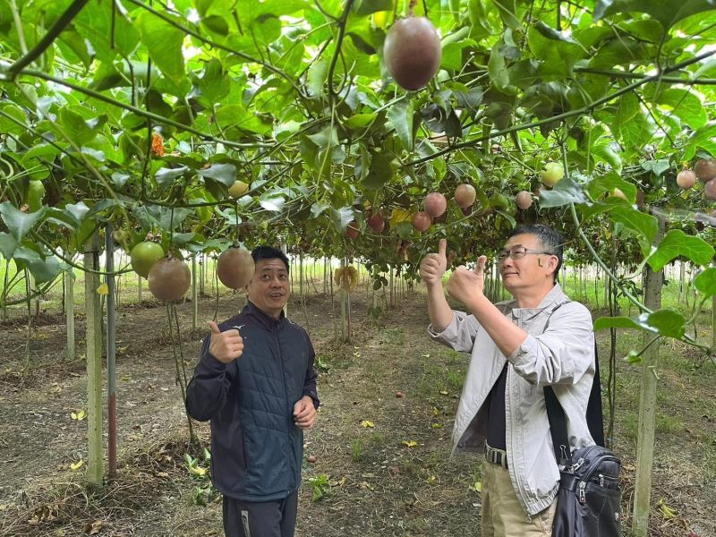 百香果水果釀造醋 以斯帖花園, 北大武山水果釀造醋, 北大武山蟲鳴果園, 香檬醋, 甜桔醋, 健康醋, 養身飲品