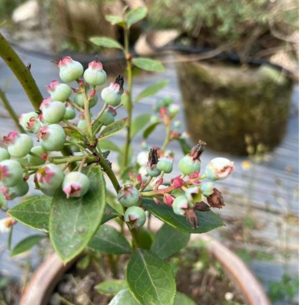 藍莓水果釀造醋 以斯帖花園, 北大武山水果釀造醋, 北大武山蟲鳴果園, 百香果醋, 甜桔醋, 健康醋, 養身飲品