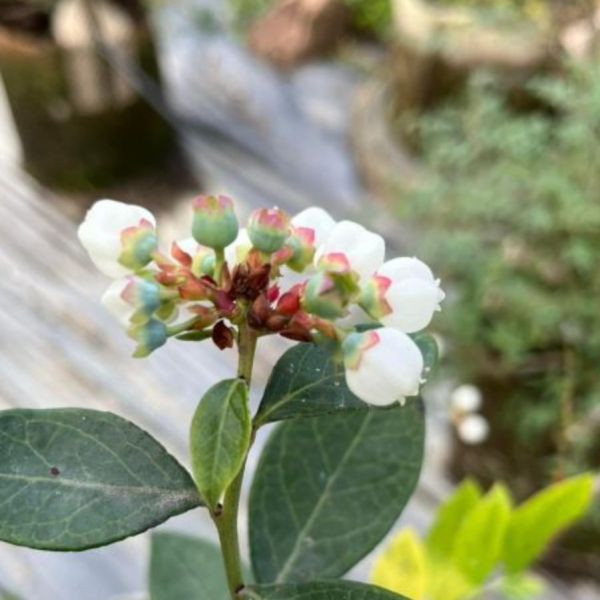 藍莓水果釀造醋 以斯帖花園, 北大武山水果釀造醋, 北大武山蟲鳴果園, 百香果醋, 甜桔醋, 健康醋, 養身飲品