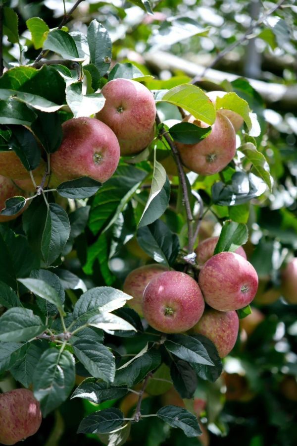 蜜蘋果釀造醋 以斯帖花園, 北大武山水果釀造醋, 北大武山蟲鳴果園, 香檬醋, 甜桔醋, 健康醋, 養身飲品