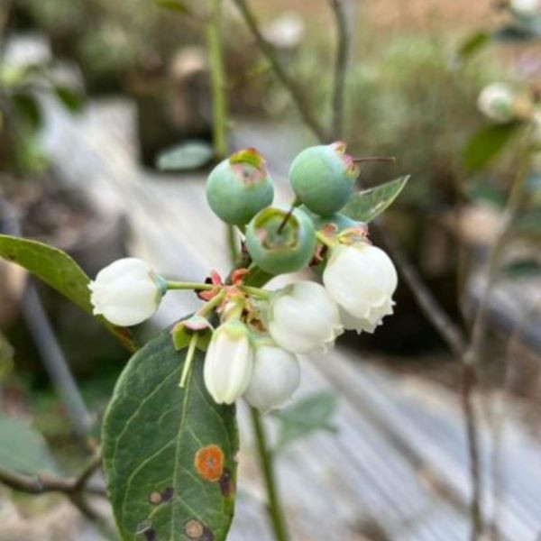 藍莓水果釀造醋 以斯帖花園, 北大武山水果釀造醋, 北大武山蟲鳴果園, 百香果醋, 甜桔醋, 健康醋, 養身飲品