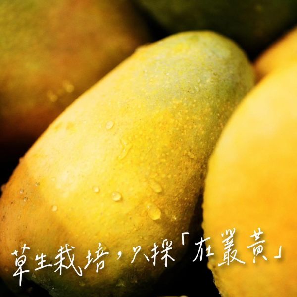 台東夏雪芒果精緻禮盒 2.5kg 4~7粒裝/1盒 (預購商品 115年6月中旬開始依序出貨) 