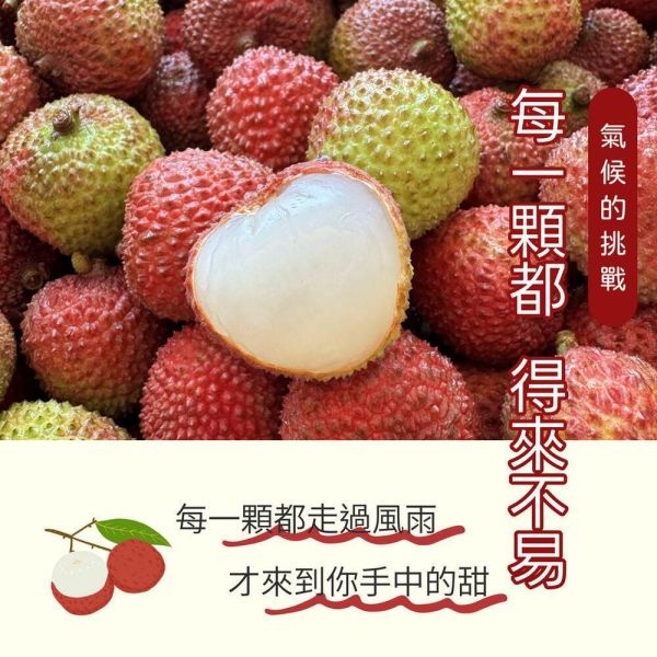 大樹霸王級玉荷包((36MM+)) 5斤禮盒裝 限量搶購 免冷藏運費!! 
