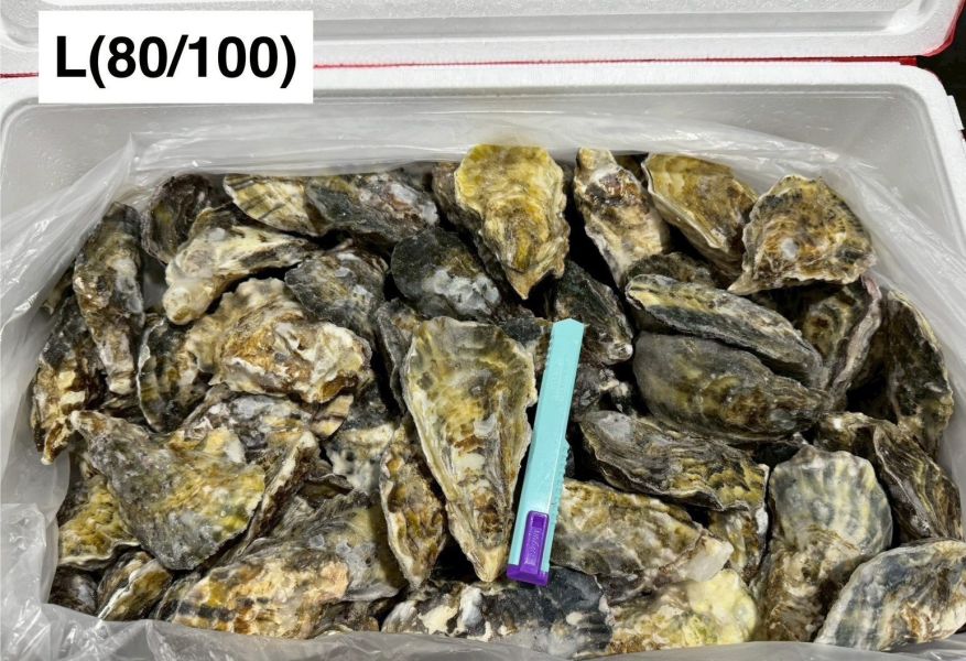 日本生食級全殼生蠔(10KG/箱)兵庫 