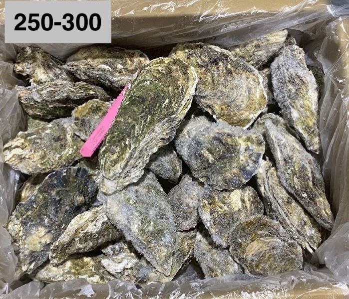 日本全殼生蠔整箱(10KG/箱)宮城 
