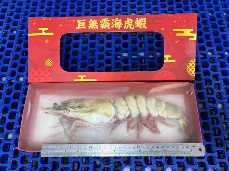 巨無霸 七星牌 海虎蝦 