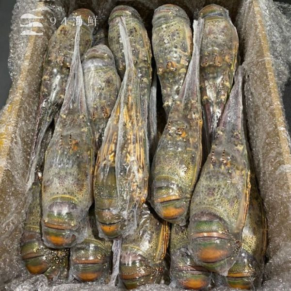 生凍巴西龍蝦-350克上 波士頓龍蝦