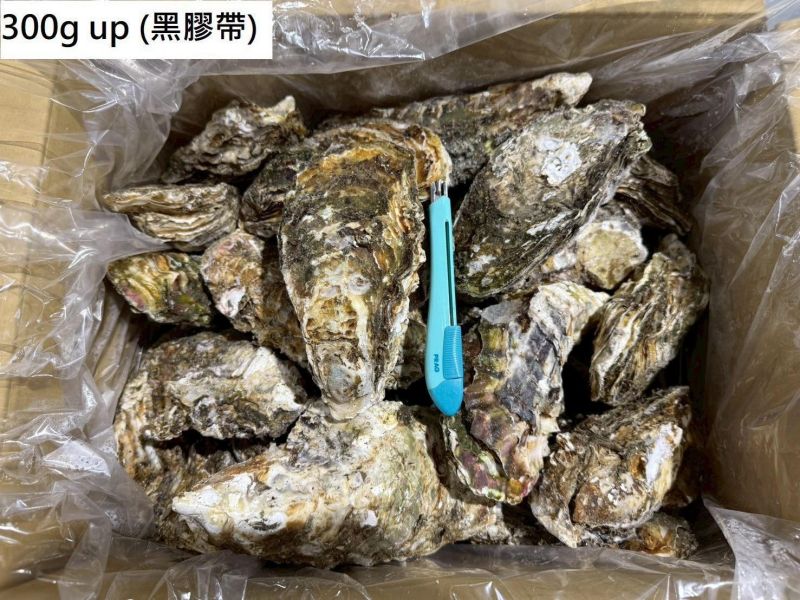 超大日本全殼生蠔整箱(10KG/箱)岩手 