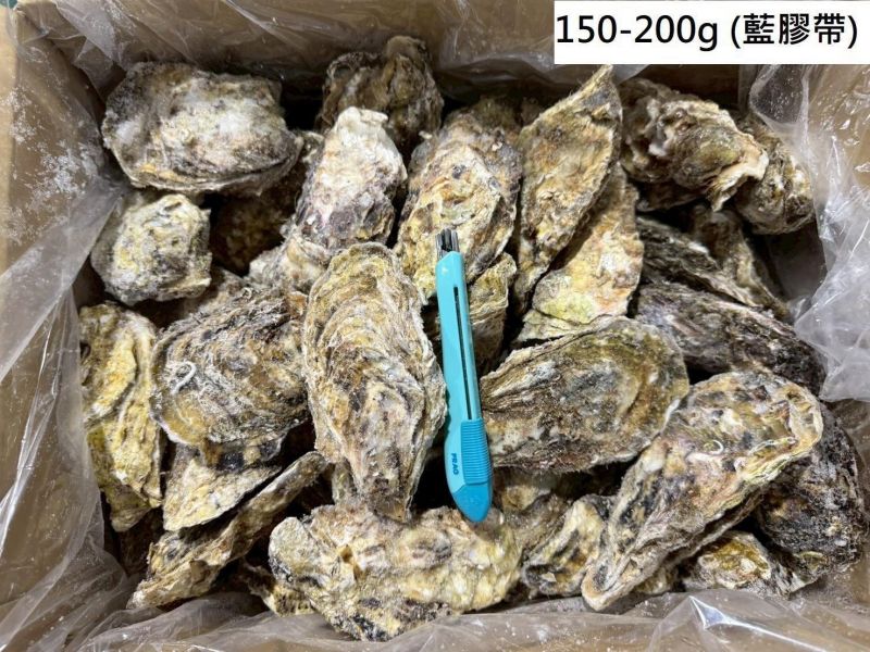 超大日本全殼生蠔整箱(10KG/箱)岩手 