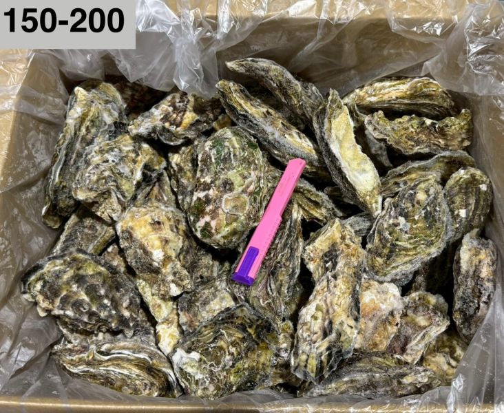 日本全殼生蠔整箱(10KG/箱)宮城 