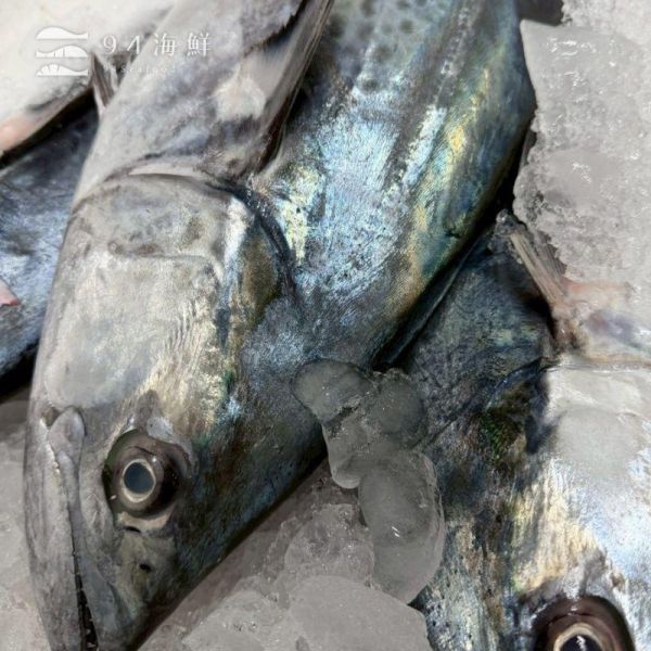 澎湖野生白北魚 