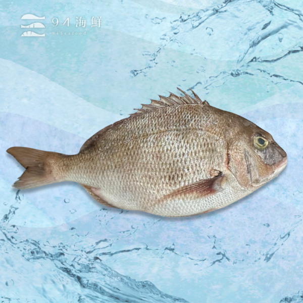 現流急凍迦納魚(590g-720g/隻) 