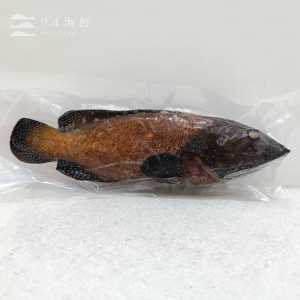 現流急凍藍星斑(1隻/包) 
