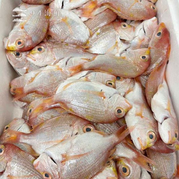 現流急凍赤鯮 