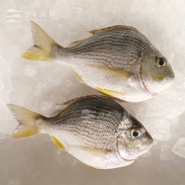 現流急凍班頭魚 