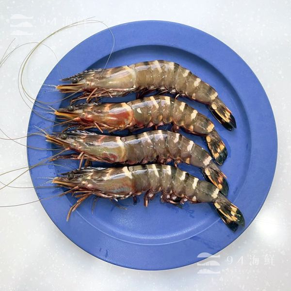 巨無霸 七星牌 海虎蝦 