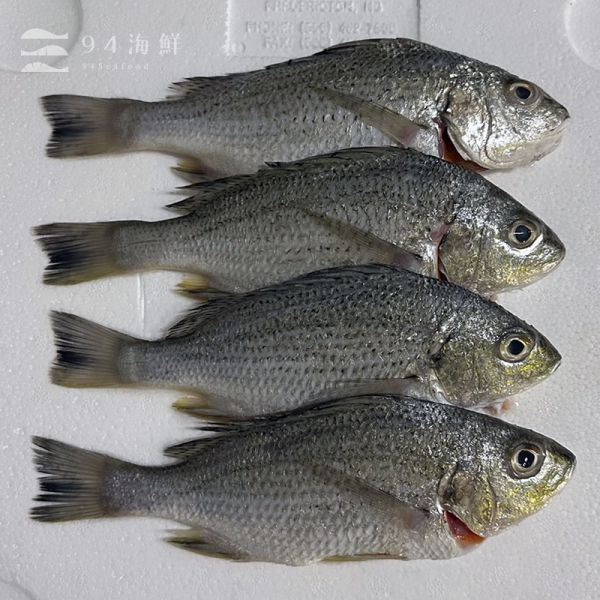 現流急凍海鯽魚 