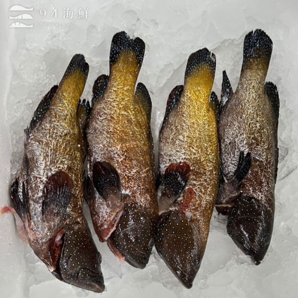 現流急凍藍星斑(1隻/包) 