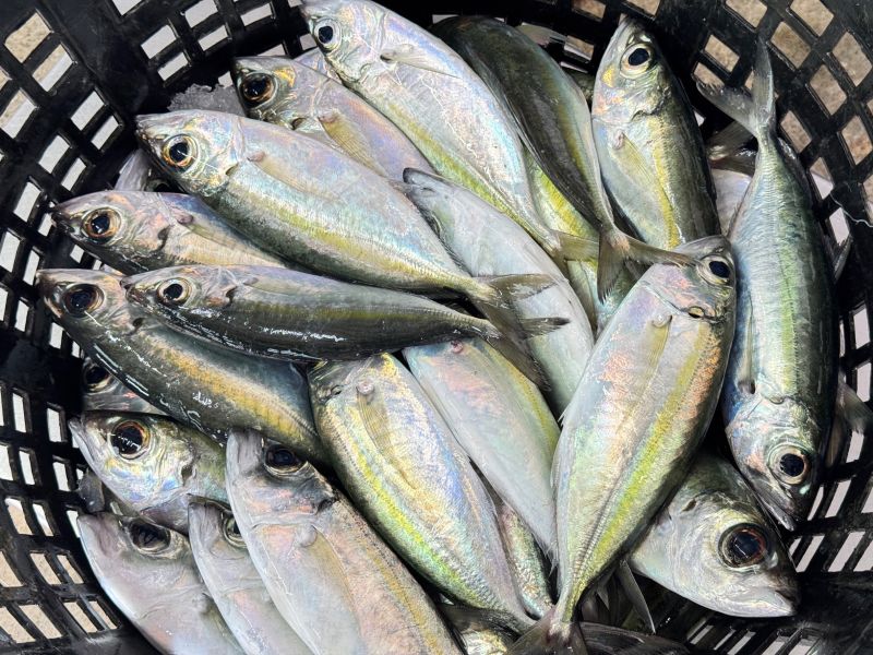 目孔魚(2隻/包)  300-350克 