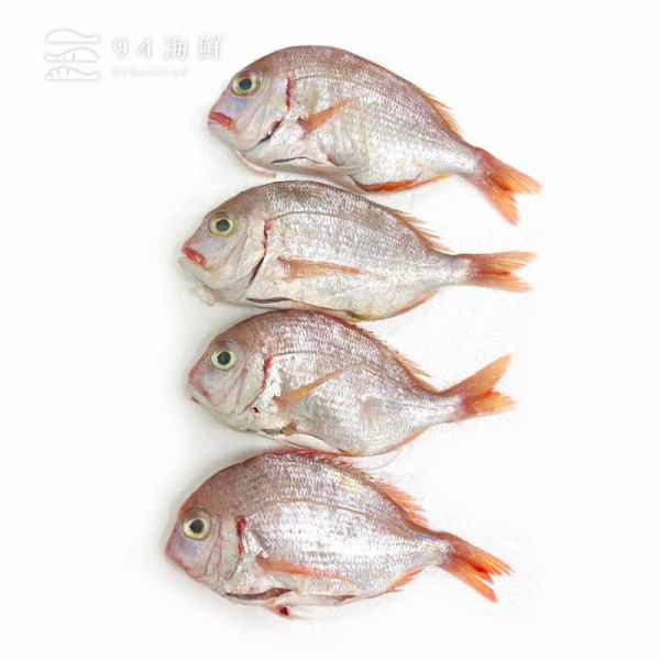 現流紅盤仔魚-2p/包 