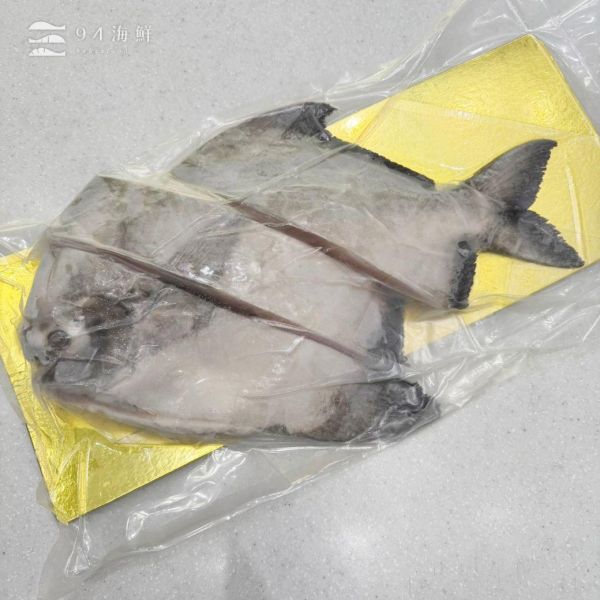 野生斗鯧魚 