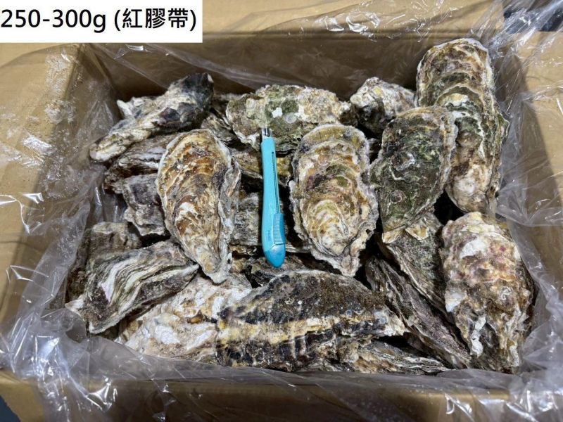 超大日本全殼生蠔整箱(10KG/箱)岩手 