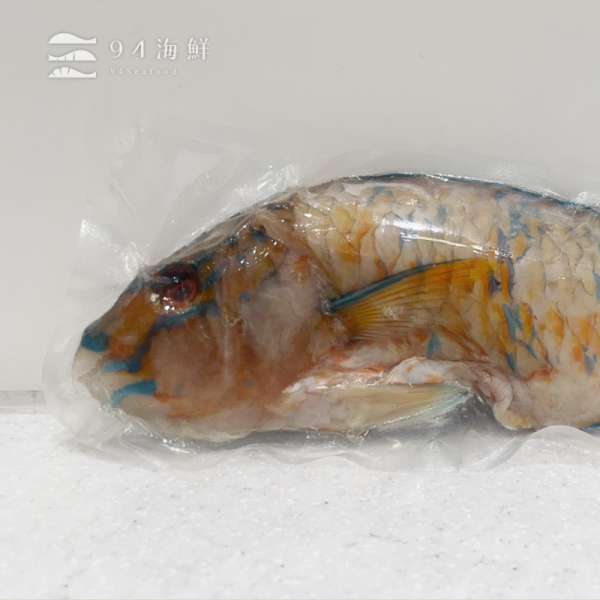 野生鸚哥魚(青衣)400克上/隻 