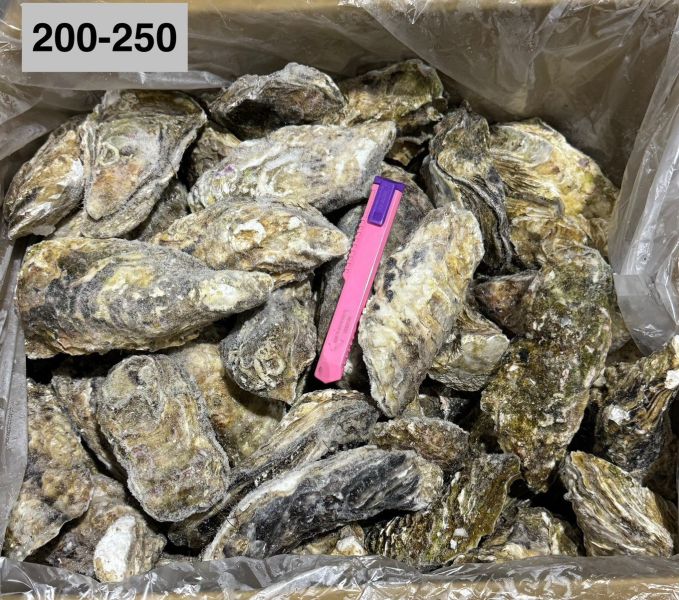 日本全殼生蠔整箱(10KG/箱)宮城 