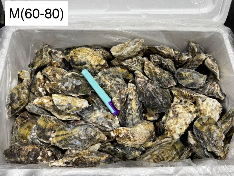 日本生食級全殼生蠔(10KG/箱)兵庫 
