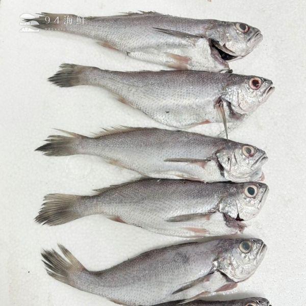 野生手釣黑喉魚(黑加網)-1隻/包 