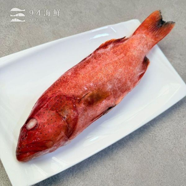 野生紅條魚-500克上/隻 