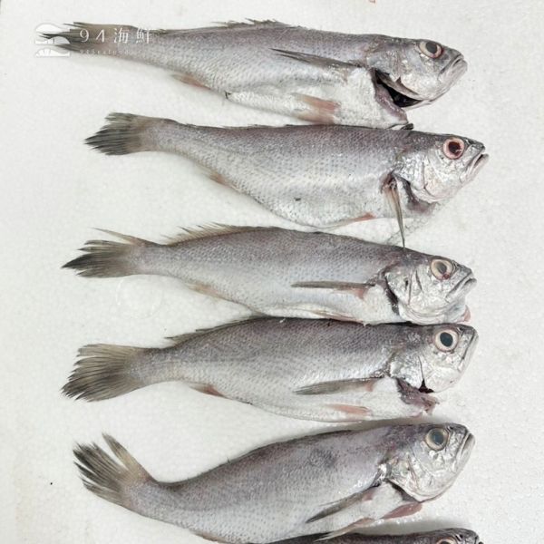 現流急凍野生黑喉魚-1隻/包 