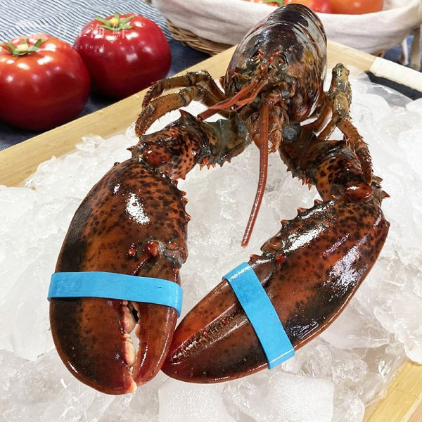 活凍大波士頓龍蝦(1000克上) 波士頓龍蝦