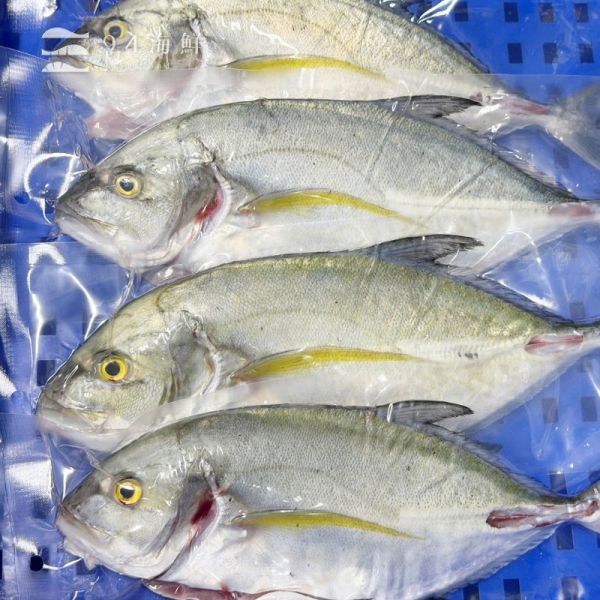 現流急凍藍鰭鰺（甘仔魚） 