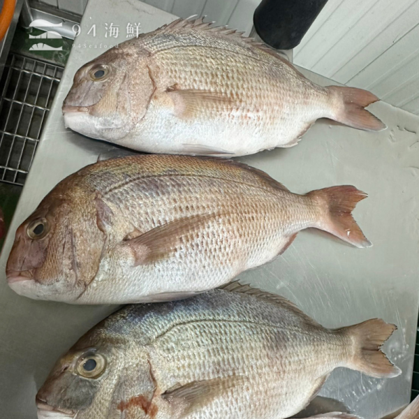 現流急凍迦納魚(590g-720g/隻) 
