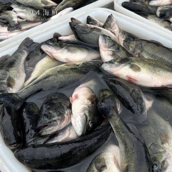 宜蘭山泉鱸魚 蝴蝶切(5-600克/P) 