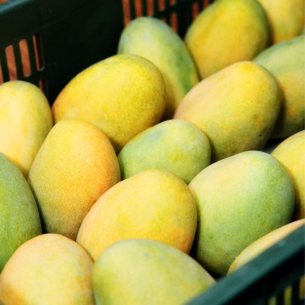 台東夏雪芒果精緻禮盒 2.5kg 4~7粒裝/1盒 (預購商品 115年6月中旬開始依序出貨) 