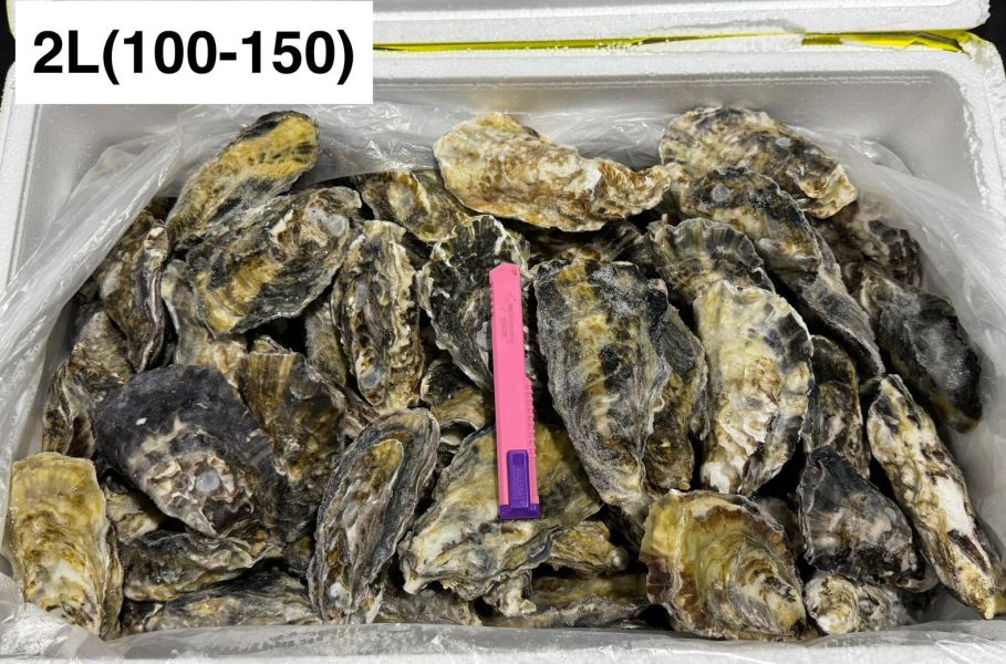 日本生食級全殼生蠔(10KG/箱)兵庫 