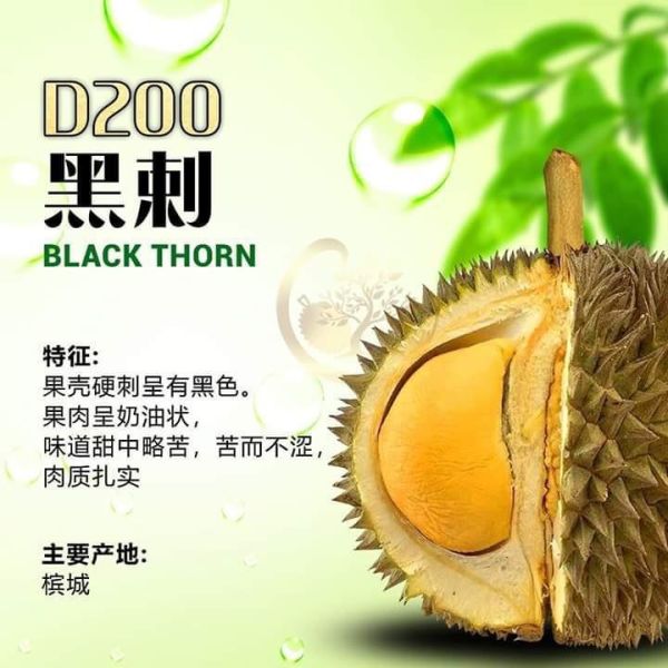 馬來西亞-黑刺榴槤(最高品)125g/盒 