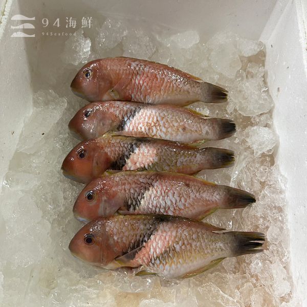 現流急凍紅衣魚(1隻/包) 