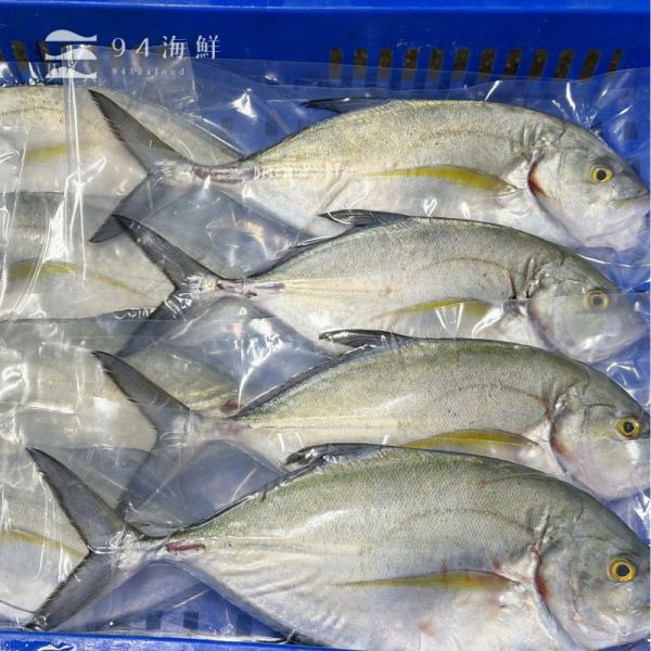 現流急凍藍鰭鰺（甘仔魚） 